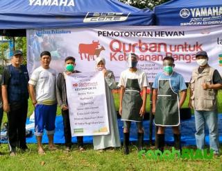 Gandeng Perusahaan Media, Lazismu Kota Pekanbaru salurkan hewan Qurban di Momen Idul Adha 1441 H